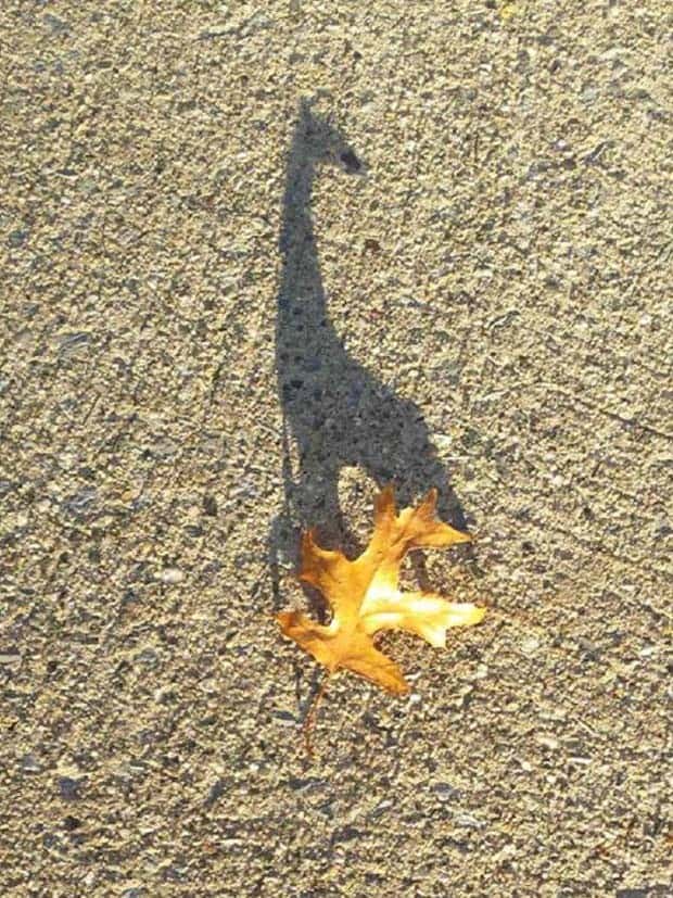 Shadows That Will Make You Double Take (41 photos)