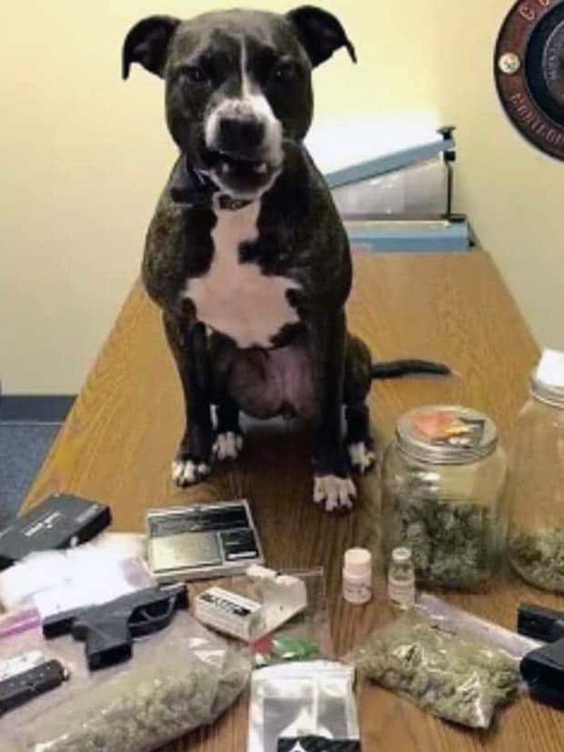drug dogs 10 25 Drug Dogs Posing With Their Finds (25 photos)