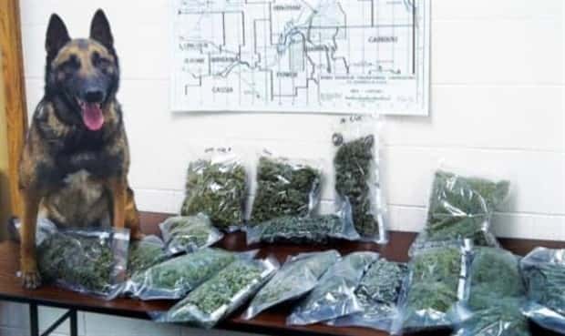 drug dogs 11 25 Drug Dogs Posing With Their Finds (25 photos)