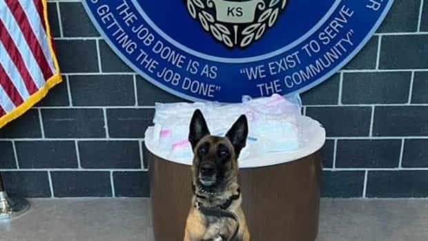 drug dogs 19 25 Drug Dogs Posing With Their Finds (25 photos)