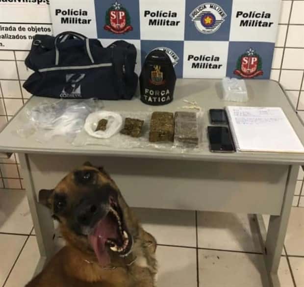 drug dogs 3 25 Drug Dogs Posing With Their Finds (25 photos)