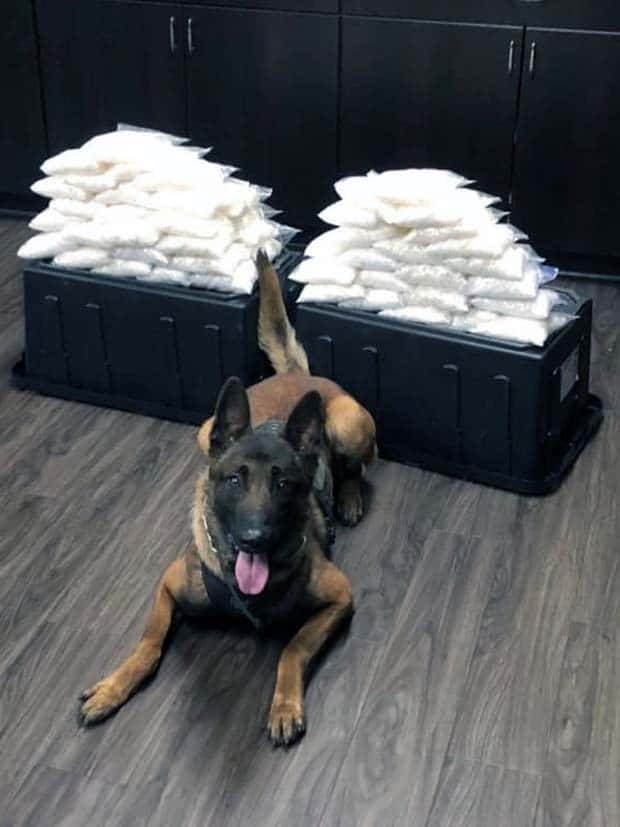 25 Drug Dogs Posing With Their Finds | KLYKER.COM