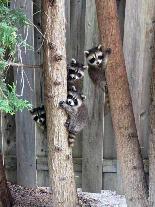 funny animals 1 1 Get Ready for Funny Animals #355 (25 photos)