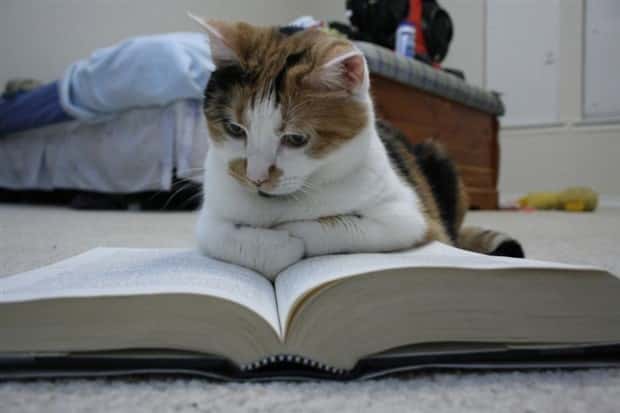 funny animals 1 2 Get Ready for Funny Animals #356 (26 photos)