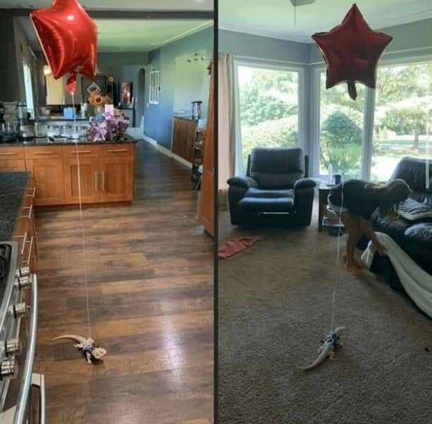 funny animals 18 1 Get Ready for Funny Animals #355 (25 photos)