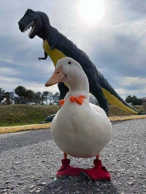 funny animals 25 Get Ready for Funny Animals #355 (25 photos)