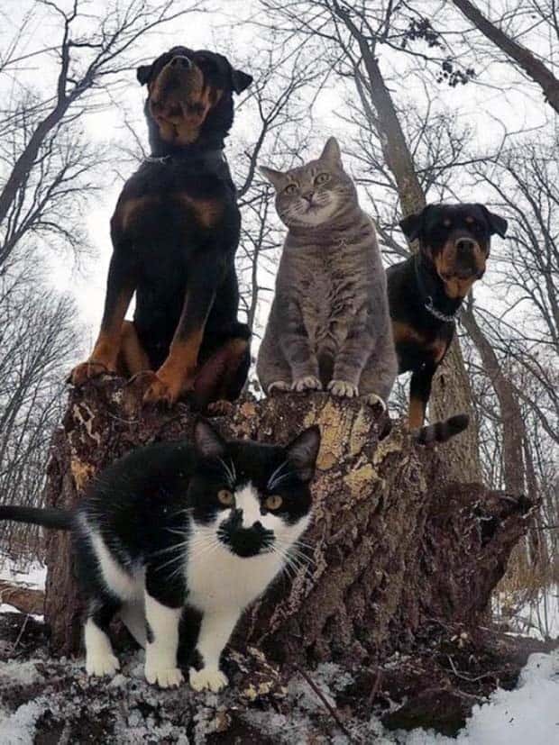 funny animals 6 1 Get Ready for Funny Animals #355 (25 photos)