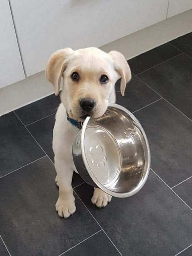 Get Ready for Funny Animals #353 (27 photos)