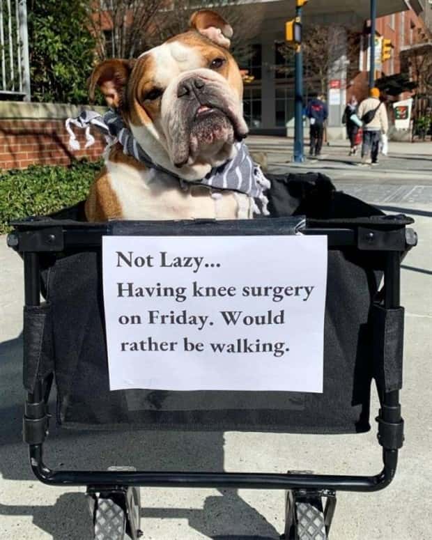 Get Ready for Funny Animals #353 (27 photos)