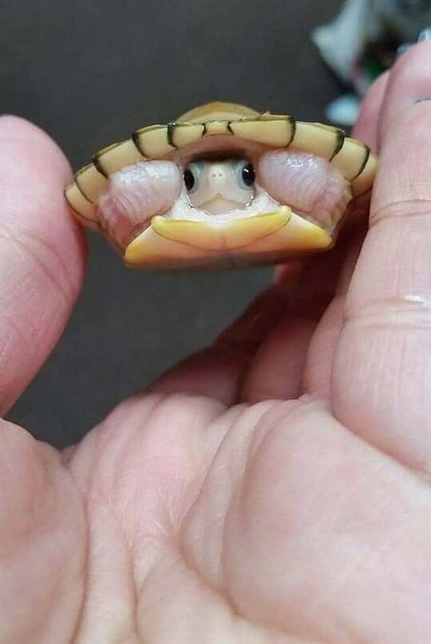 Get Ready for Funny Animals #353 (27 photos)