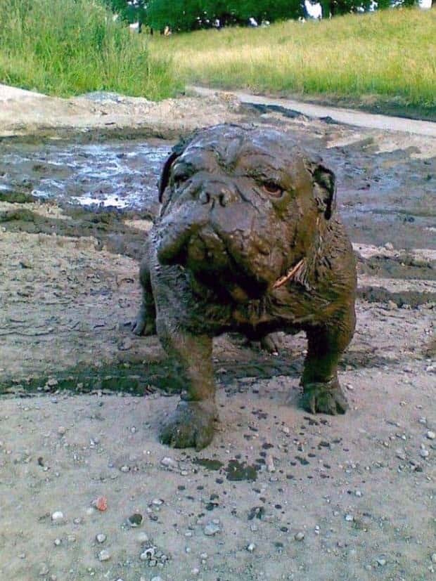 Get Ready for Funny Animals #353 (27 photos)