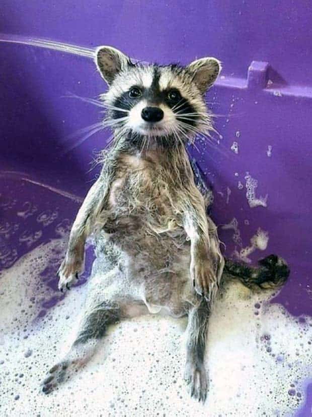 Get Ready for Funny Animals #353 (27 photos)