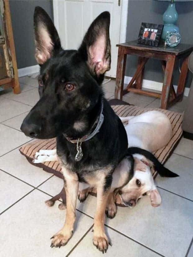 Get Ready for Funny Animals #353 (27 photos)