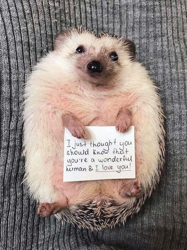 Get Ready for Funny Animals #353 (27 photos)