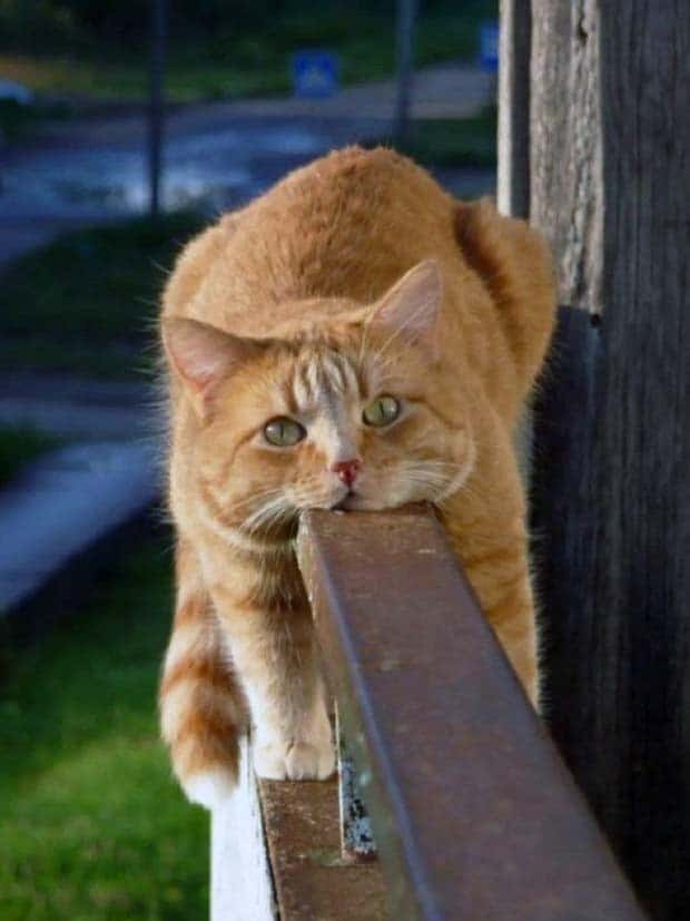 Get Ready for Funny Animals #353 (27 photos)