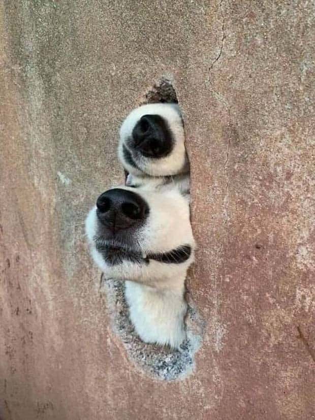 Get Ready for Funny Animals #353 (27 photos)