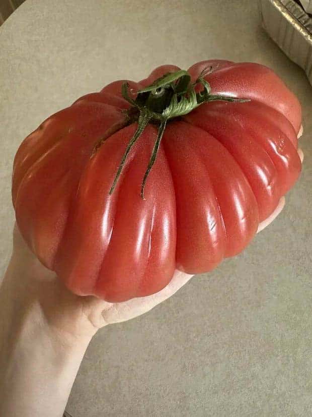 Strange Giant Foods Captured (26 photos)