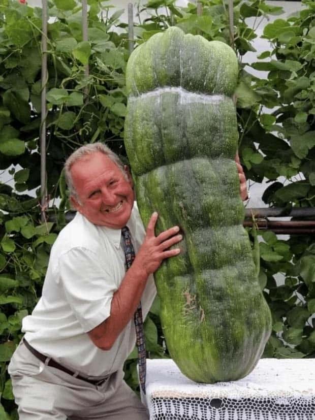 Strange Giant Foods Captured (26 photos)