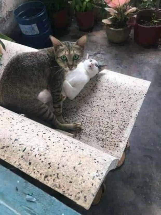 Klyker Picdump #1562 (42 photos)