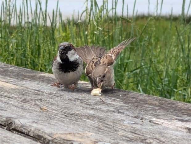 Perfectly Timed Photos #21