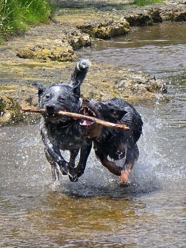 Perfectly Timed Photos #21