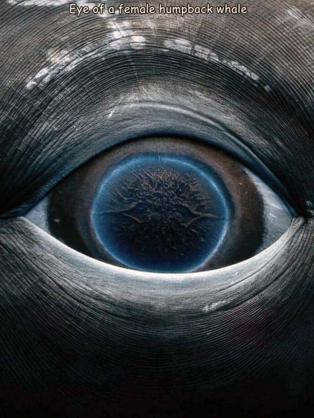 Interesting Pictures with Captions #124 (25 photos)