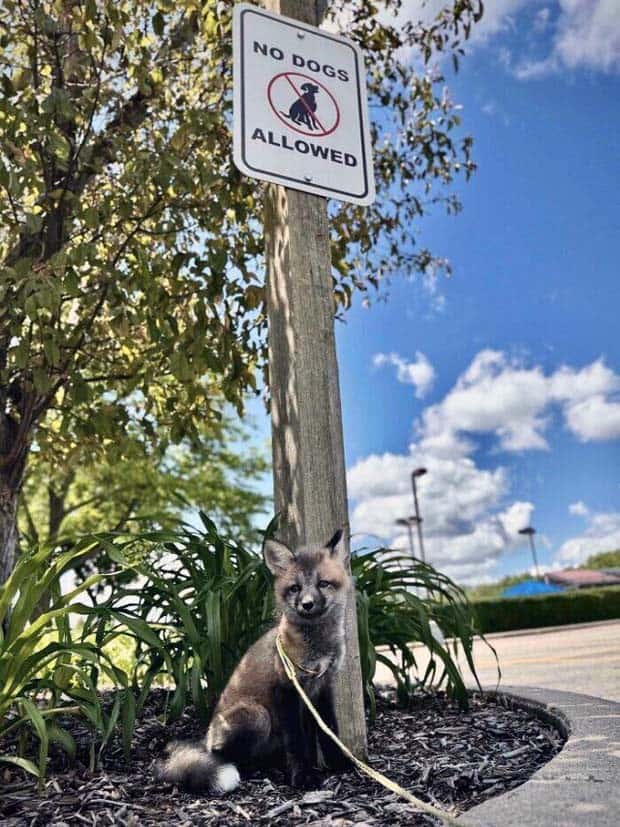 The Rules Mean Nothing to Them (29 photos)