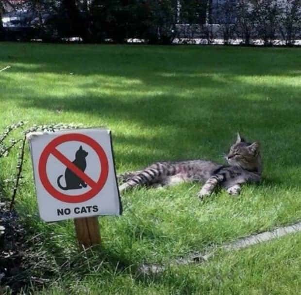 The Rules Mean Nothing to Them (29 photos)