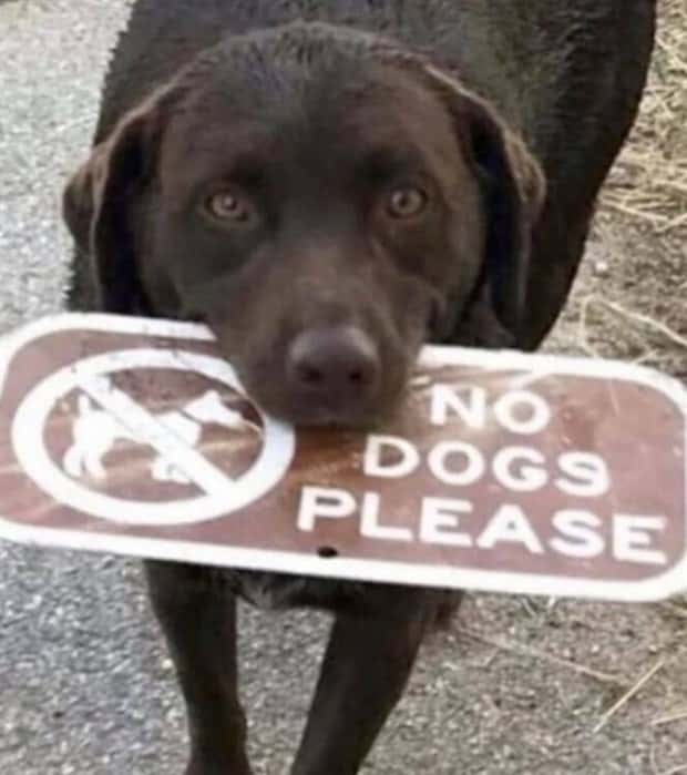 The Rules Mean Nothing to Them (29 photos)