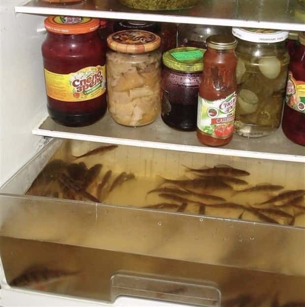 Weird Things Stashed in the Fridge (25 photos)