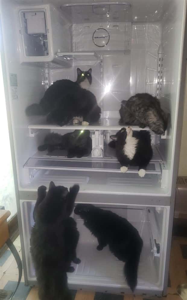 Weird Things Stashed in the Fridge (25 photos)