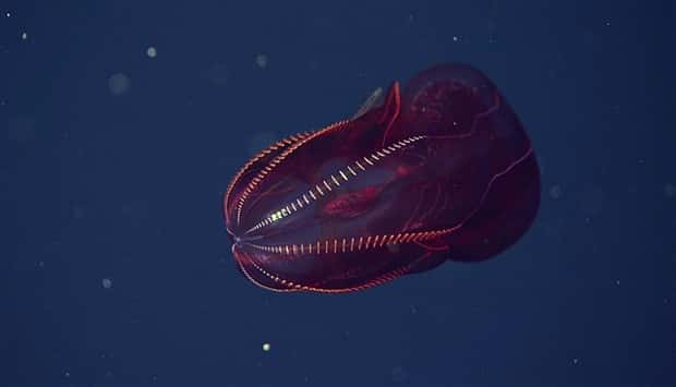 alien looking deep sea creatures 19 Alien Like Deep Sea Creatures Below (35 photos)
