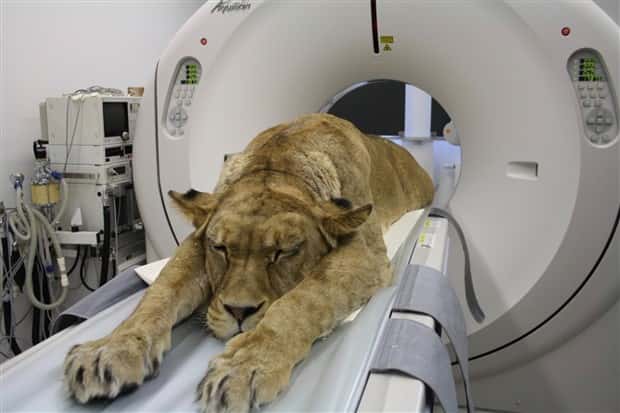 31 Animals Unwillingly Getting X Rayed (31 photos)