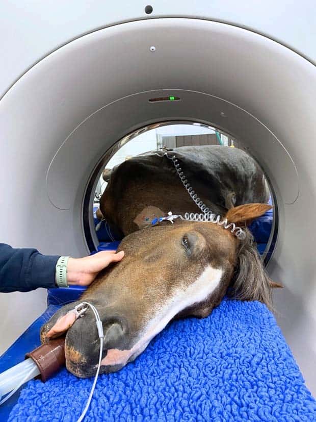 31 Animals Unwillingly Getting X Rayed (31 photos)