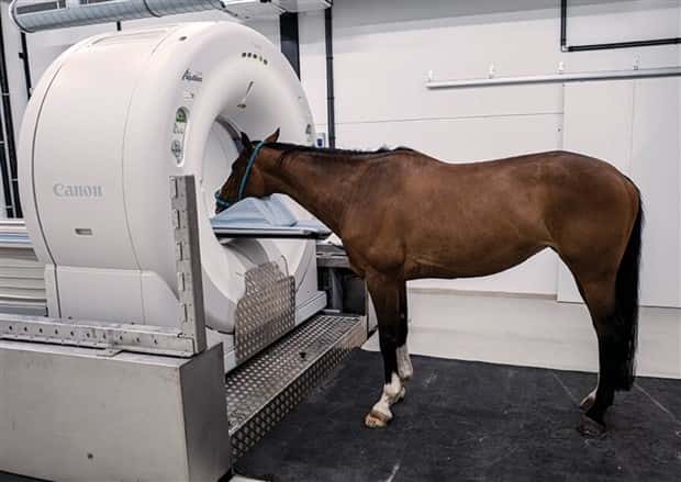 31 Animals Unwillingly Getting X Rayed (31 photos)