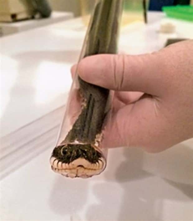 31 Animals Unwillingly Getting X Rayed (31 photos)