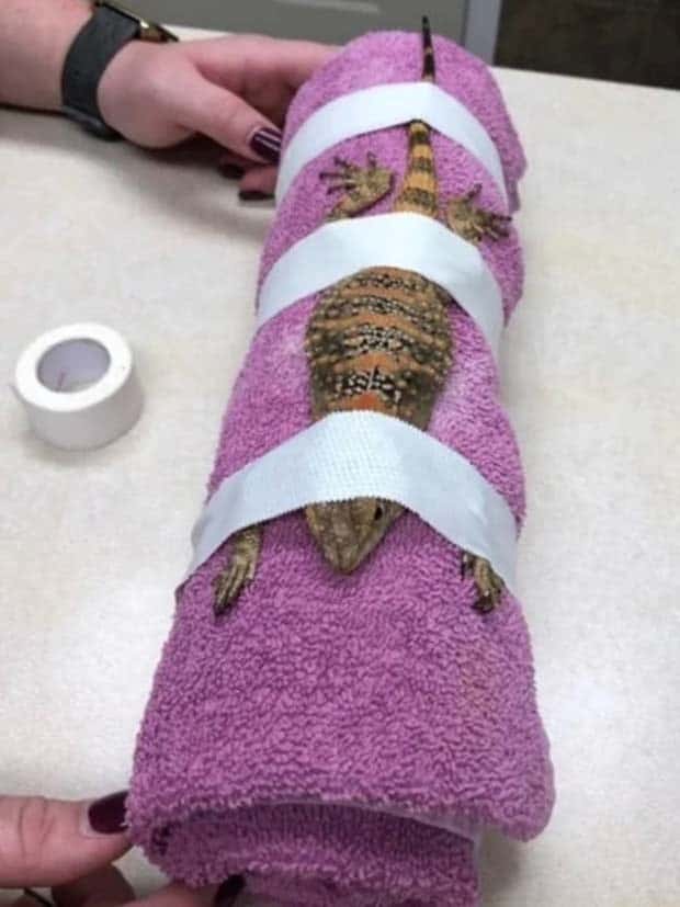 31 Animals Unwillingly Getting X Rayed (31 photos)