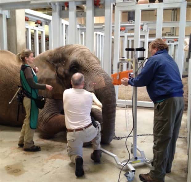 31 Animals Unwillingly Getting X Rayed (31 photos)