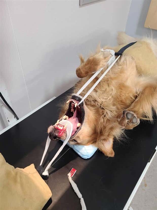 31 Animals Unwillingly Getting X Rayed (31 photos)