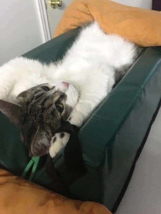 31 Animals Unwillingly Getting X Rayed (31 photos)