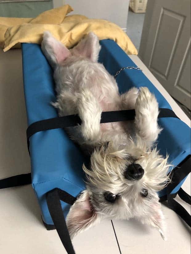 31 Animals Unwillingly Getting X Rayed (31 photos)