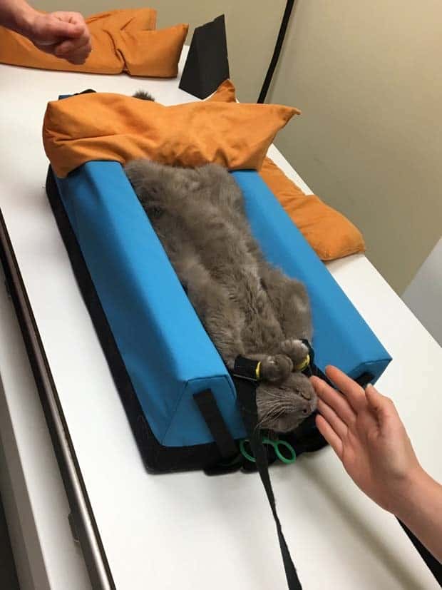 31 Animals Unwillingly Getting X Rayed (31 photos)