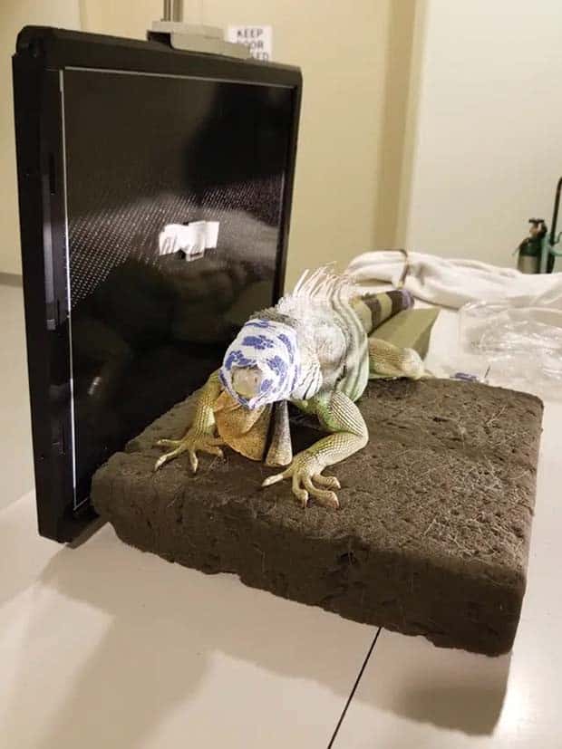 31 Animals Unwillingly Getting X Rayed (31 photos)