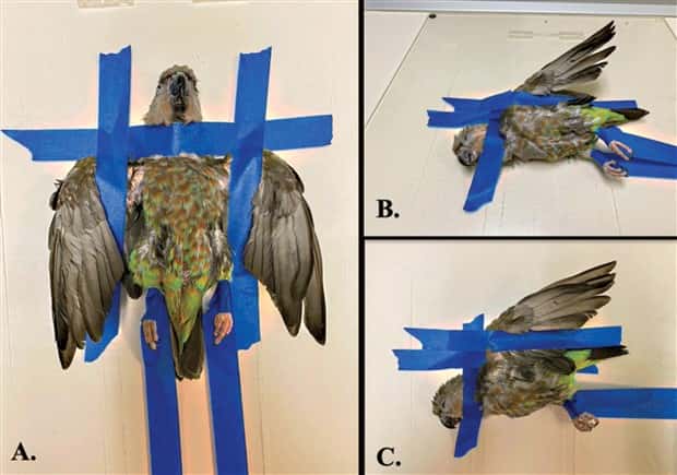 31 Animals Unwillingly Getting X Rayed (31 photos)