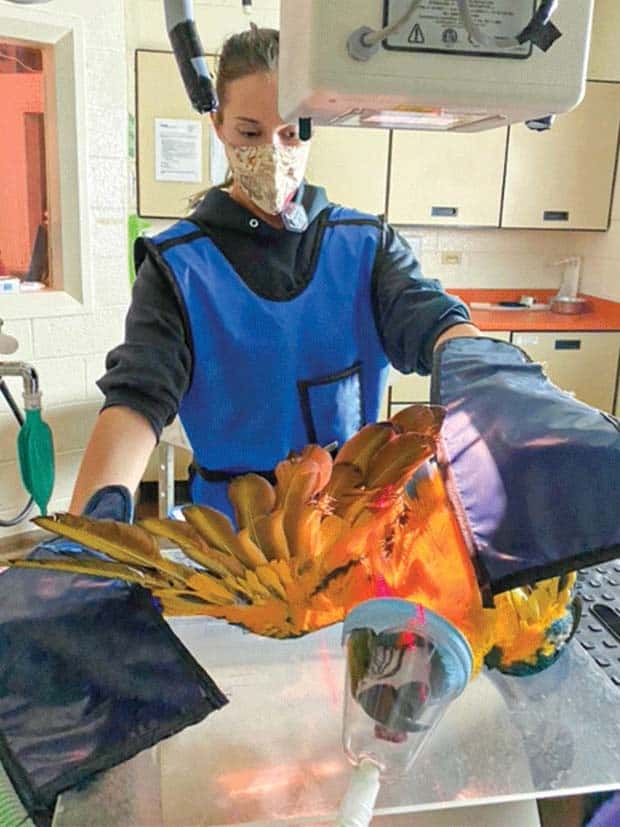 31 Animals Unwillingly Getting X Rayed (31 photos)