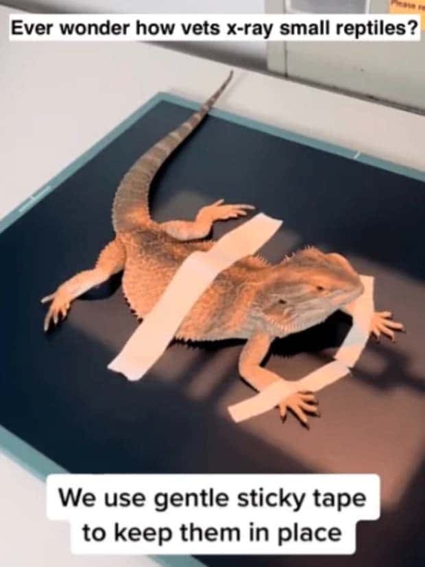 31 Animals Unwillingly Getting X Rayed (31 photos)