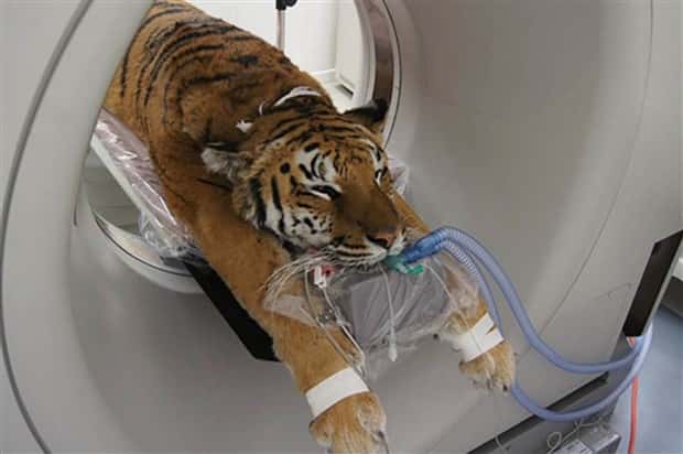 31 Animals Unwillingly Getting X Rayed (31 photos)