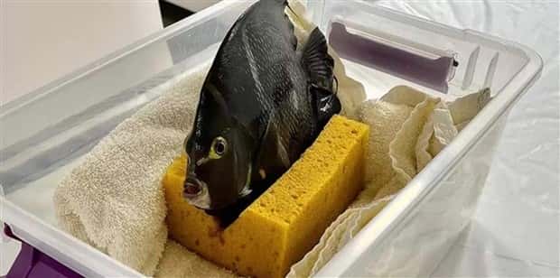 31 Animals Unwillingly Getting X Rayed (31 photos)