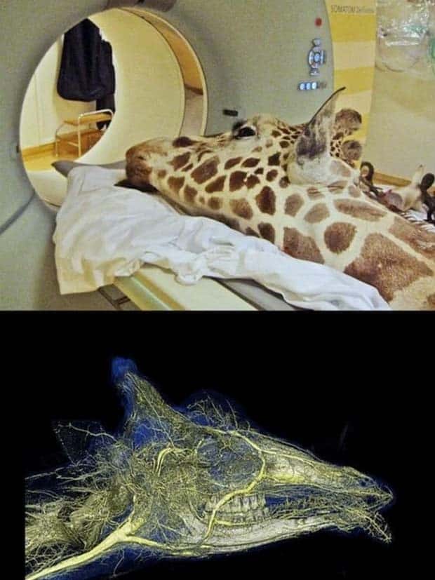 31 Animals Unwillingly Getting X Rayed (31 photos)