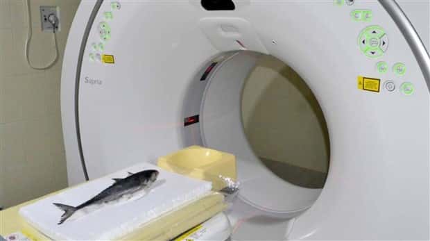 31 Animals Unwillingly Getting X Rayed (31 photos)